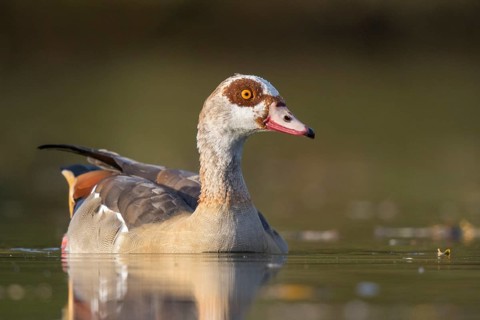 Egyptian Goose (Alopochen aegyptiaca), North Rhine-Westphalia, Germany