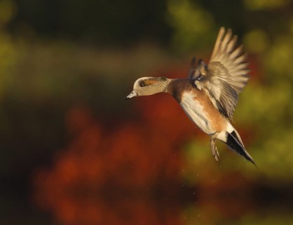 American Wigeon (Mareca americana) male flying, Florida, USA