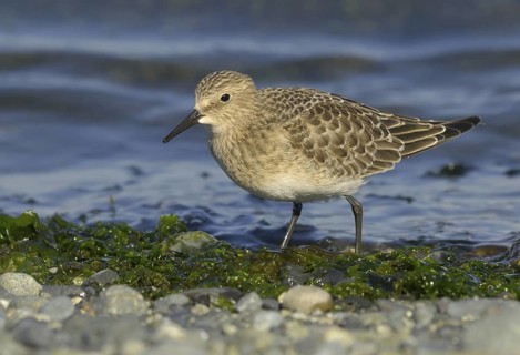 Baird's Sandpiper (Calidris bairdii), British Columbia, Canada