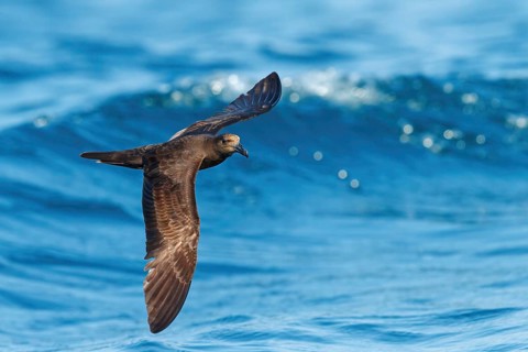 Jouanin Petrel, (Bulweria fallax), Tube-nosed Petrel, flight photo, biotope, habitat, foraging