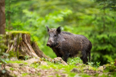 Wild boar (Sus scrofa) standing in a forest, Bavaria, Germany