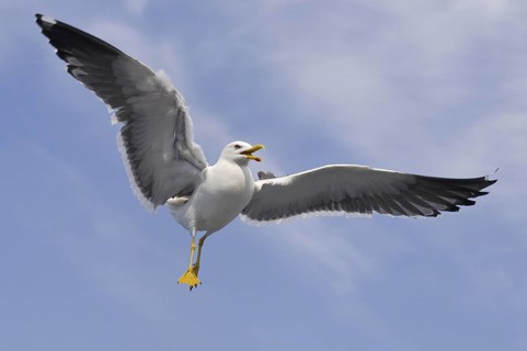 Lesser Black-backed Gull (Larus fuscus) flying, Texel, Netherlands