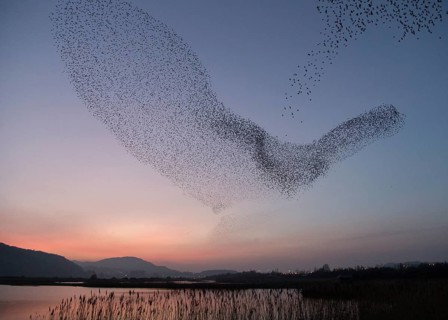 Common Starling (Sturnus vulgaris) huge flock flying in formation, Wales, United Kingdom