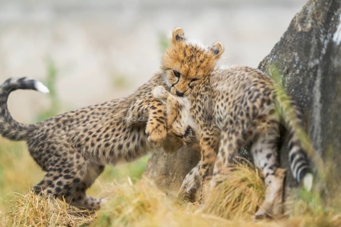 Cheetah (Acinonyx jubatus) youngsters playing with each other, captive, occurrence Africa