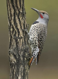Northern Flicker (Colaptes auratus), British Columbia, Canada