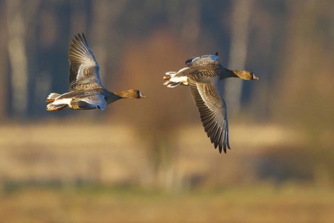 Greater White-fronted Goose (Anser albifrons) flying, North Rhine-Westphalia, Germany