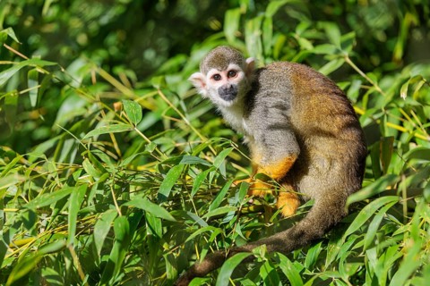 A Central American squirrel monkey (Saimiri oerstedii) looks for food in a green bush. Costa Rica,