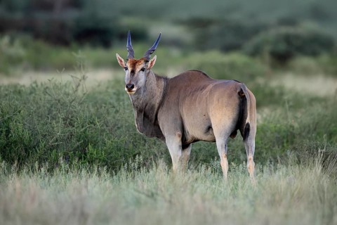 Eland (Taurotragus oryx), adult, alert, foraging, Mokala National Park, Northern Cape, South Africa