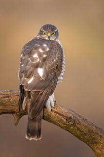 Eurasian Sparrowhawk (Accipiter nisus) female perched on a branch, Saxony-Anhalt, Germany