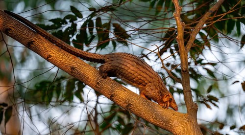 Pangolin climbing a tree, White-bellied pangolin (Phataginus tricuspis, Manis tricuspis), Western
