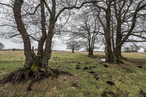 Old alders (Alnus glutinosa) in meadow landscape, Lower Saxony, Germany