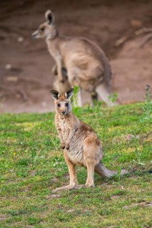 Eastern Gray Kangaroo (Macropus giganteus) youngster sitting on a meadow, captive, Germany
