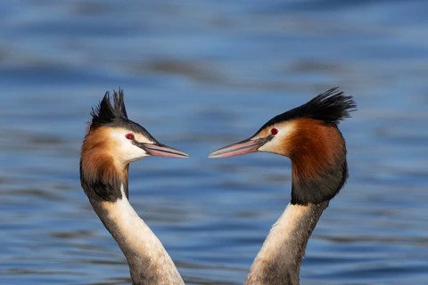 Great crested grebe (Podiceps cristatus) two adult birds performing their love courtship display on