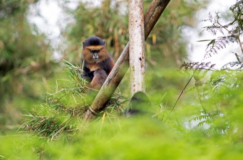 Golden monkey (Cercopithecus mitis kandti) in the bamboo forest, Virunga Volcanic Mountains, Parc