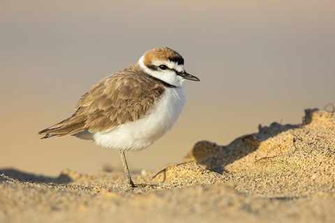Kentish Plover (Charadrius alexandrinus) on beach, Fuerteventura, Spain