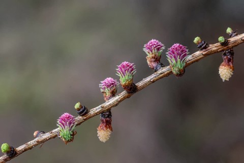 Larch blossoms (Larix decidua), Emsland, Lower Saxony, Germany