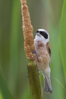 Eurasian Penduline Tit (Remiz pendulinus) male, Hungary