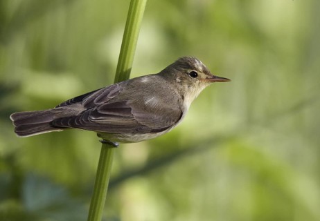 Icterine Warbler (Hippolais icterina), Mecklenburg-Western Pomerania, Germany