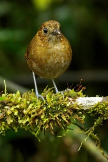 Brown-banded Antpitta (Grallaria milleri) perched on a branch in the Andes Mountains of Colombia