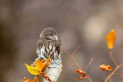 Eurasian Pygmy Owl (Glaucidium passerinum) captive, Baden-Wuerttemberg, Germany