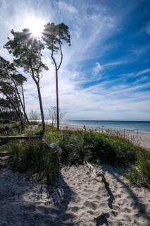Born am Darß, Fischland-Darß-Zingst, Mecklenburg-Vorpommern, Germany, Pine forest in the dunes on