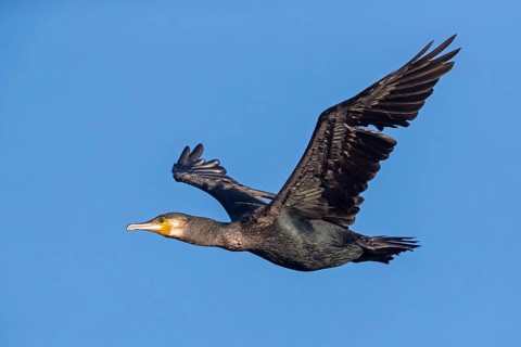 Kormoran, Great Cormorant, Cormorant, Phalacrocorax carbo, Grand Cormoran, Cormorán Grande