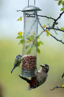 Great spotted woodpecker (Dendrocopos major) and Blue tit (Cyanistes caeruleus) adult birds on a