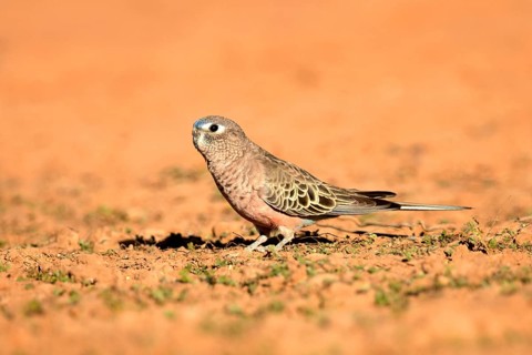 Bourke's Parrot (Neopsephotus bourkii) on ground, Queensland, Australia