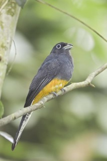 White-tailed Trogon (Trogon chionurus), Ecuador