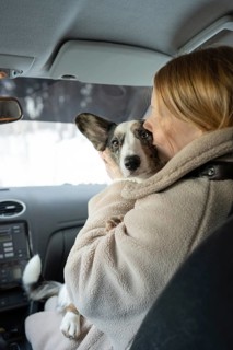 Woman lovingly holds a Border Collie dog inside a car, showcasing affection and warmth with a