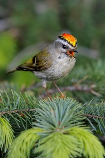 Golden-crowned Kinglet (Regulus satrapa) perched on a branch in Seward, Alaska