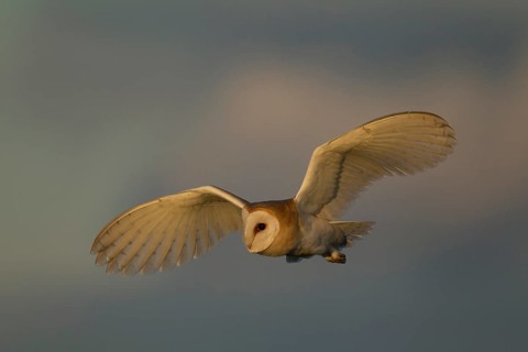 Barn owl (Tyto alba) adult bird hunting in flight, England, United Kingdom
