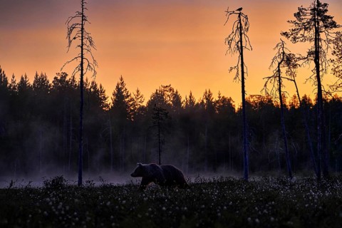 Night in taiga, Bear with lake fog, sunset. Autumn trees with bear. Beautiful brown bear walking