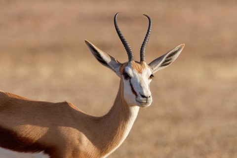 Springbok (Antidorcas marsupialis), adult, animal portrait, evening light, Kalahari desert,