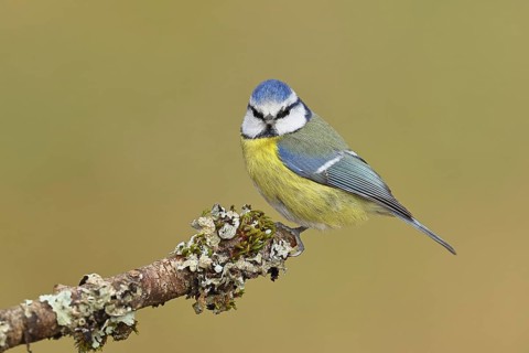 Blue tit (Parus caeruleus), sitting on a branch overgrown with lichen, Wilnsdorf, North