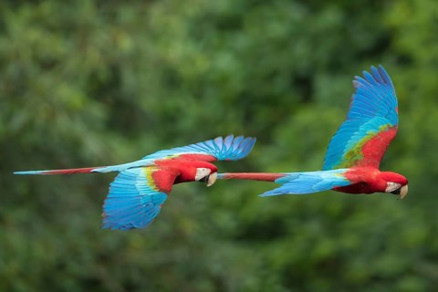 Red-and-green Macaw (Ara chloropterus) flying, Bolivia