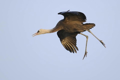 Hooded Crane (Grus monacha) juvenile flying, Arasaki, Japan