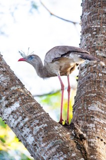 Red-footed seriema (Cariama cristata) Pantanal Brazil