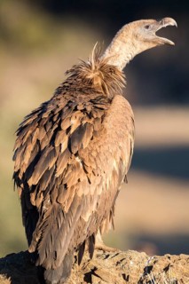 Griffon Vulture (Gyps fulvus) perched on a tree branch, Andalusia, Spain