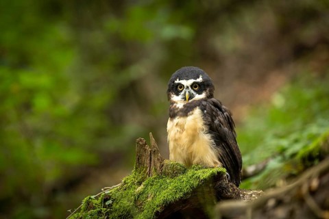 Spectacled Owl (Pulsatrix perspicillata) captive, Bavaria, Germany