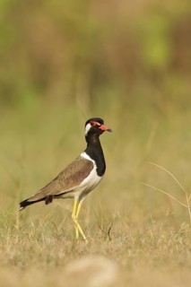 Red-wattled Lapwing (Vanellus indicus), Thailand