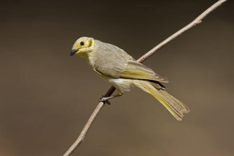 Yellow-tinted Honeyeater (Ptilotula flavescens), Western Australia, Australia