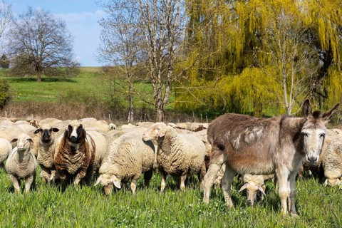 Domestic donkey (Equus asinus asinus) between sheep (Ovis) on pasture, Salem, Lake Constance