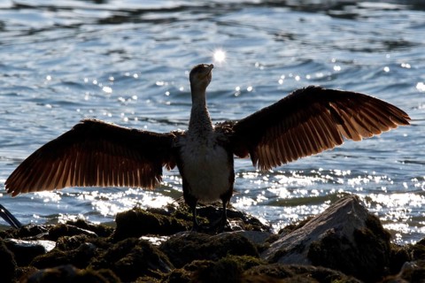 Great Cormorant (Phalacrocorax carbo), drying wings, Rhineland-Palatinate, Germany