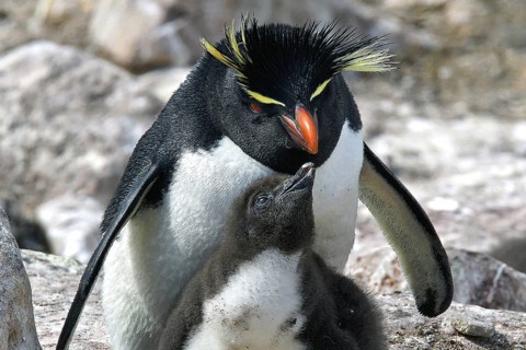 Animals, mammals, penguin, penguin, rock penguin with chicks, Falkland Islands, Antarctica