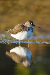 Green Sandpiper (Tringa ochropus) foraging, North Rhine-Westphalia, Germany