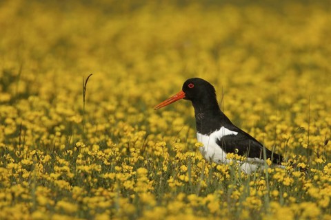 Eurasian Oystercatcher (Haematopus ostralegus), Texel, Netherlands