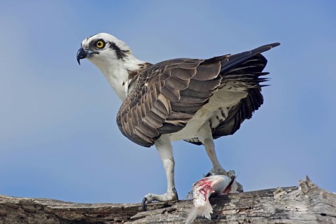 Osprey (Pandion haliaetus) with fish and prey, Florida, USA