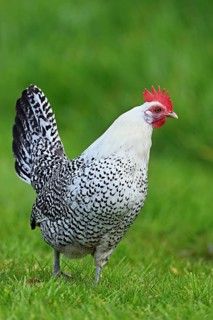 East Frisian Gull standing in a meadow, chicken breed with good utilisation characteristics, Texel,