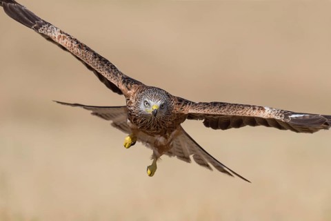 Red Kite (Milvus milvus) flying, Castile-La Mancha, Spain